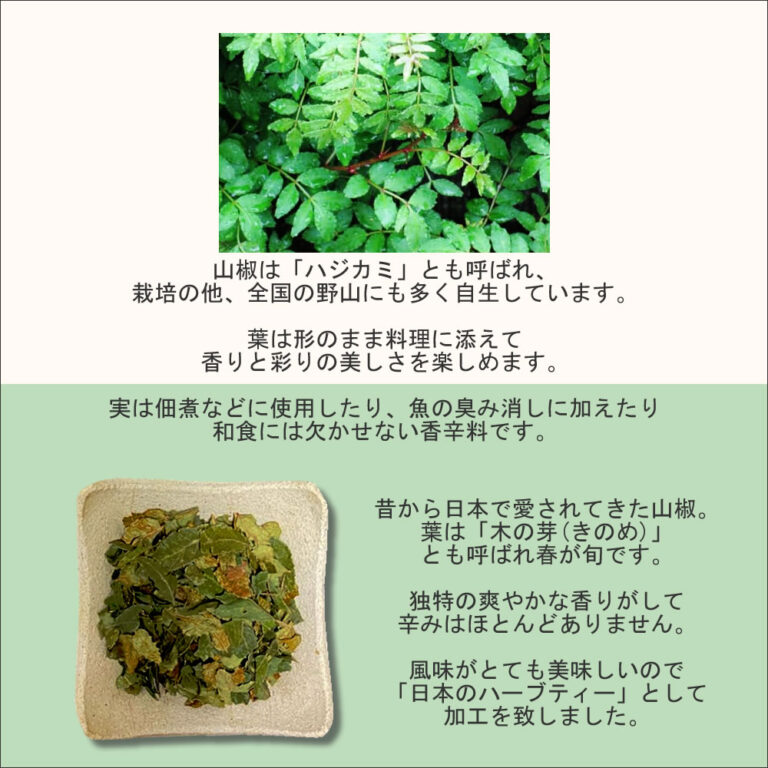 山椒葉茶 60ティーバック 送料無料 農薬検査済 ノンカフェイン サンショウ さんしょう 山椒の葉 山椒茶 健康茶 茶 安心 ハーブ ヴィーナース 公式 ハーブ 専門店 Venurse ヴィーナース 販売 通販 サイト