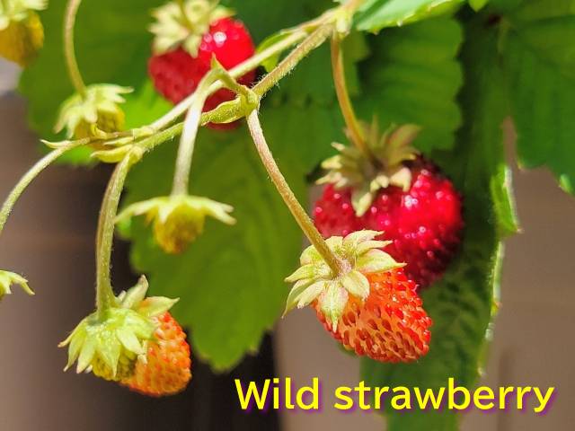 ワイルドストロベリー（Wild strawberry） - 【公式】 ハーブ 専門店